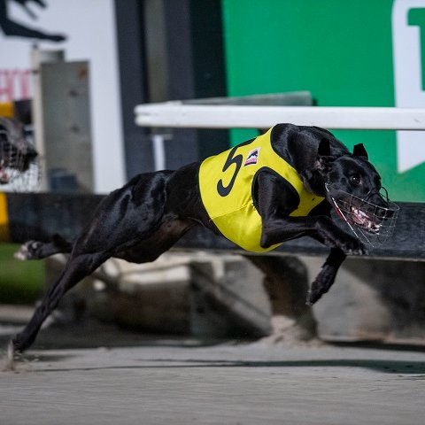 Zambora Brockie